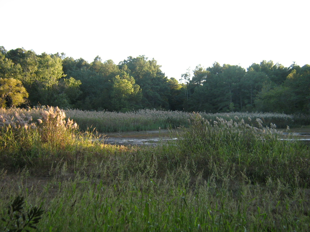 pond3.jpg