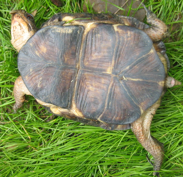 what kind of turtle is he? - Turtle Identification - Turtle Forum