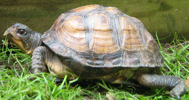 what kind of turtle is he? - Turtle Identification - Turtle Forum