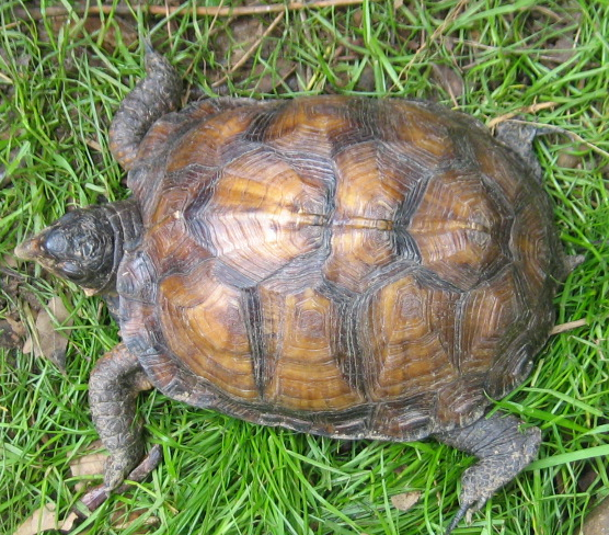 what kind of turtle is he? - Turtle Identification - Turtle Forum