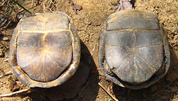 box turtle mating behavior? - Booboo's Boxies - Turtle Forum